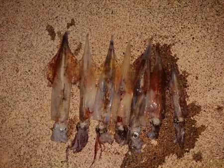 今期最高でした